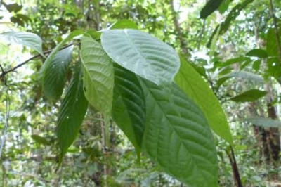 Cây Cựa gà, Gai xanh, Quít gai - Paramignya armata Oliv. var. andamanica King