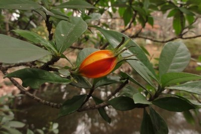 Hạt Dành Dành và bài thuốc theo Y học cổ truyền