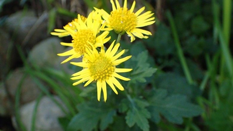 Cây Cúc hoa vàng, Kim cúc, Hoàng cúc - Chrysanthemum indicum L