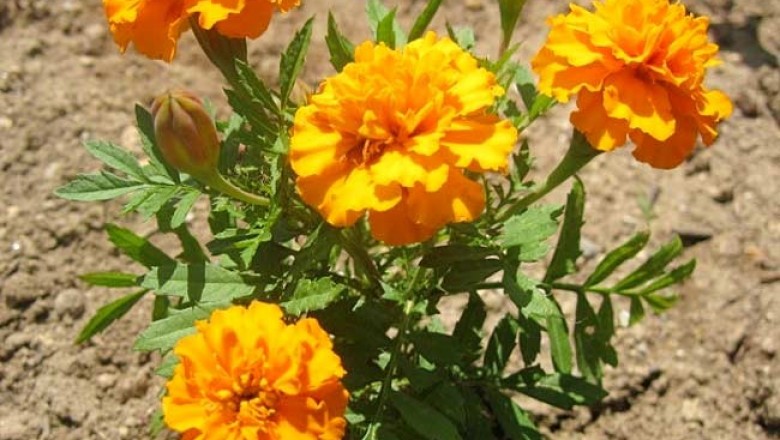 Cây Cúc vạn thọ lùn - Tagetes patula L