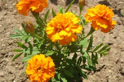 Cây Cúc vạn thọ lùn - Tagetes patula L