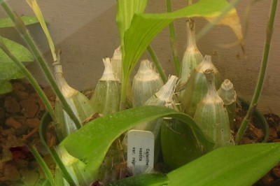 Cây Củ chuối, Củ nóng - Calanthe vestita Lindl