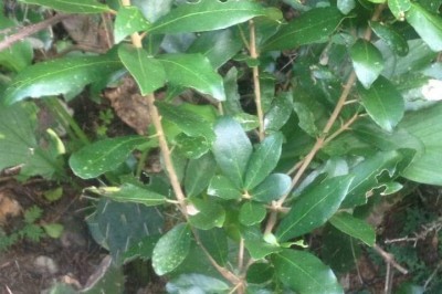 Cây Cù đèn - Croton oblongifolius Roxb