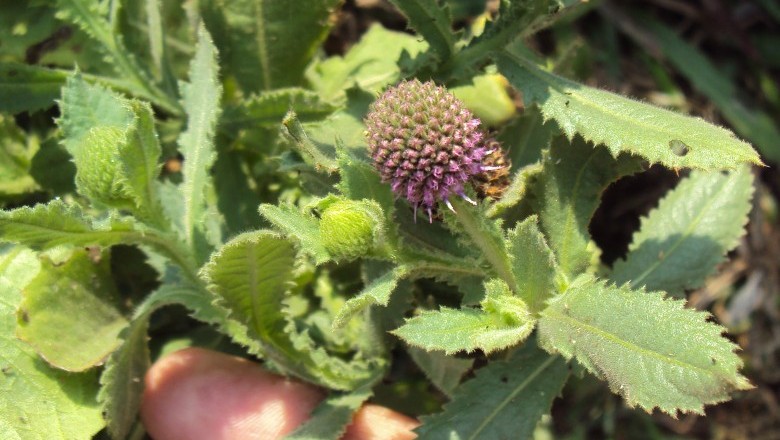 Cây Cúc chân vịt Xênêgan, Chân vịt Xênêgan - Sphaeranthus senegalensis DC