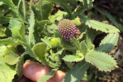 Cây Cúc chân vịt Xênêgan, Chân vịt Xênêgan - Sphaeranthus senegalensis DC