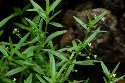 Bài thuốc chữa ung thư gan dùng dược liệu Bạch hoa xà thiệt thảo, chó đẻ, cây cam thảo