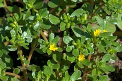 Bài thuốc từ cây rau sam