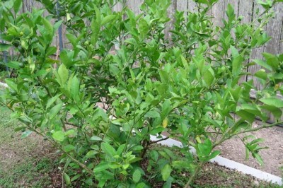 Những bài thuốc đông y từ cây chanh theo DS. Đỗ Đức Huy