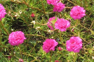 Tác dụng chữa bệnh của cây Hoa mười giờ