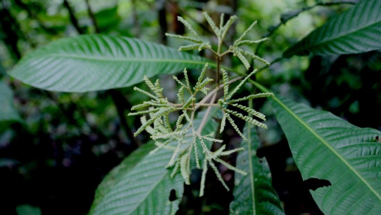 Cây Trường sơn, Chò, Dưỡng sơn - Greena corymbosa (Jack.) Schum, (Rondeletia corymbosa Jack G. jackii Wight et Arn)