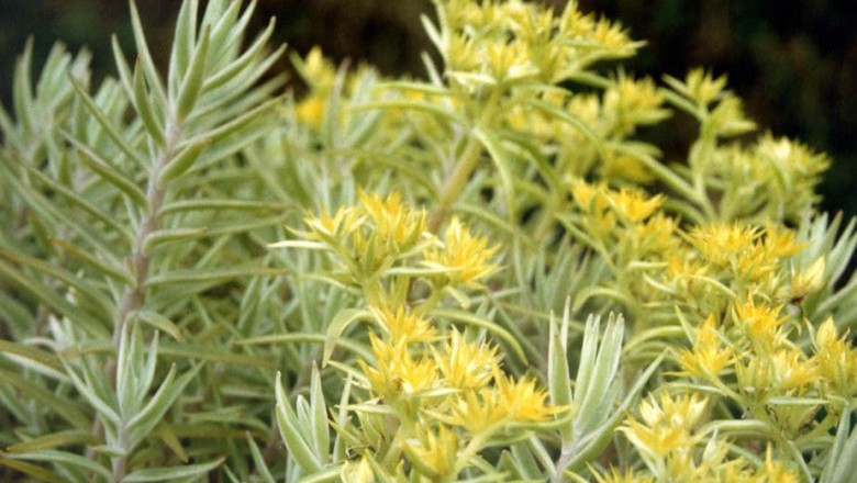 Cây Trường sinh lá tròn, Phật giáp thảo - Sedum lineare Thunb