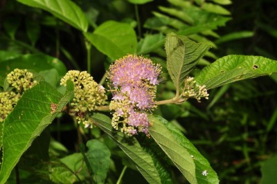 Cây Tử châu Ðài Loan, Ðỗ Hồng hoa - Callicarpa formosana Rolfe