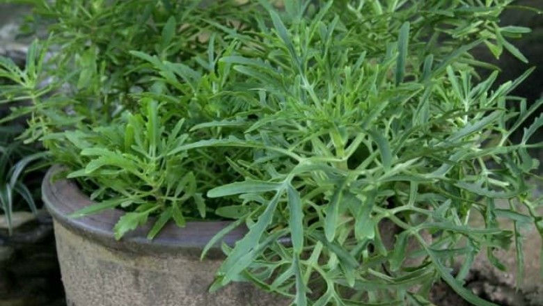 Cây Trường sinh rách, Sừng hươu - Kalanchoe laciniata (L.) DC. (Cotyledon laciniata L.)