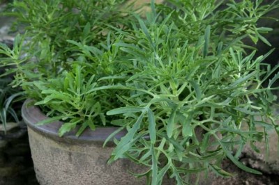 Cây Trường sinh rách, Sừng hươu - Kalanchoe laciniata (L.) DC. (Cotyledon laciniata L.)