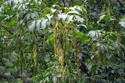 Cây Tu chanh - Fraxinus floribunda Wall