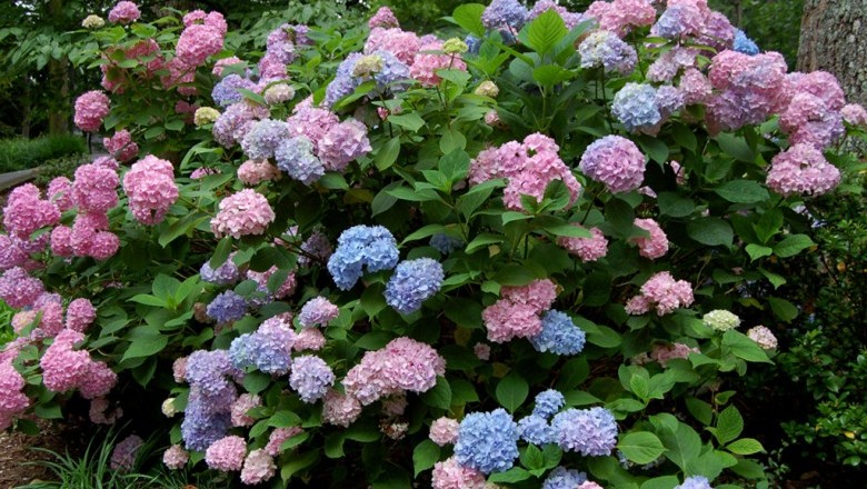 Cây Tú cầu, bát tiên, Học tăng xia - Hydrangea macrophylla (Thunb.) Ser ex DC