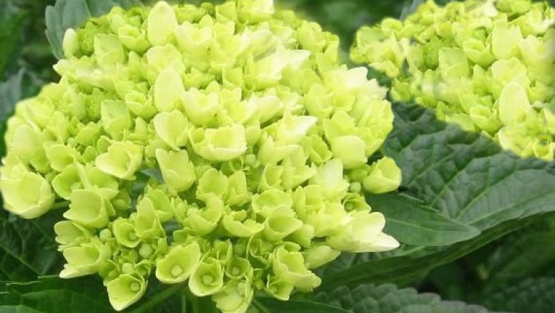 Cây Tú cầu lá thon - Hydrangea macrophylla (Thunb.) Ser ec DC. ssp slylosa (Hook. f. et Th.) McClint