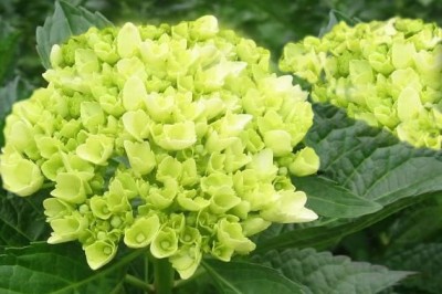 Cây Tú cầu lá thon - Hydrangea macrophylla (Thunb.) Ser ec DC. ssp slylosa (Hook. f. et Th.) McClint