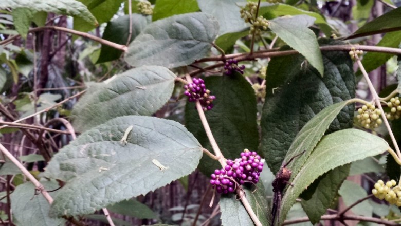 Cây Tử châu có cuống hoa - Callicarpa pedunculata R. Br