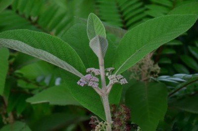 Cây Tử châu hoa trần - Callicarpa nudiflora Hook et Arn (C. reevesii Wall)