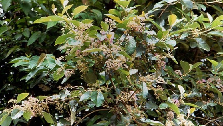 Cây Tử châu gỗ, Tu hú gỗ - Callicarpa arborea Roxb