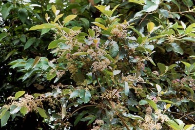 Cây Tử châu gỗ, Tu hú gỗ - Callicarpa arborea Roxb
