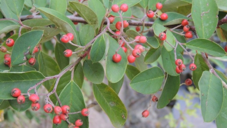 Cây Tuân tử lá mốc, lê hình - Cotoneaster glaucophyllus Franch