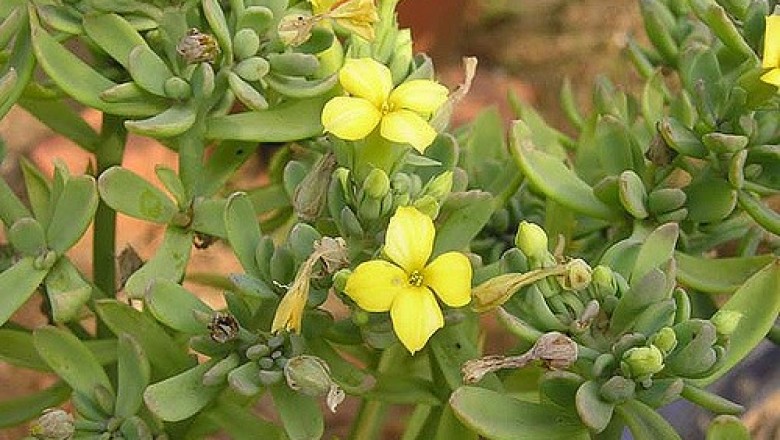 Cây Trường sinh nguyên, Trường sinh dẹt - Kalanchoe in Tegra (Medic.) Kuntze