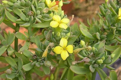 Cây Trường sinh nguyên, Trường sinh dẹt - Kalanchoe in Tegra (Medic.) Kuntze
