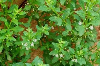 Cây cam thảo đất và những bài thuốc chữa bệnh