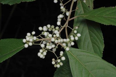 Cây Tử châu lá dài, Tu hú lá dài - Callicarpa longifolia Lam