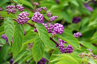 Cây Tử châu, Trâu châu phong - Callicarpa bodinieri Lévl (C giraddiana Hesse var subcanescens Rehd)