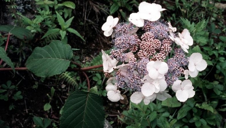 Cây Tú cầu ráp - Hydrangea strigosa Rehd (H. aspera Don ssp, strigosa (Rehd.) McClint)