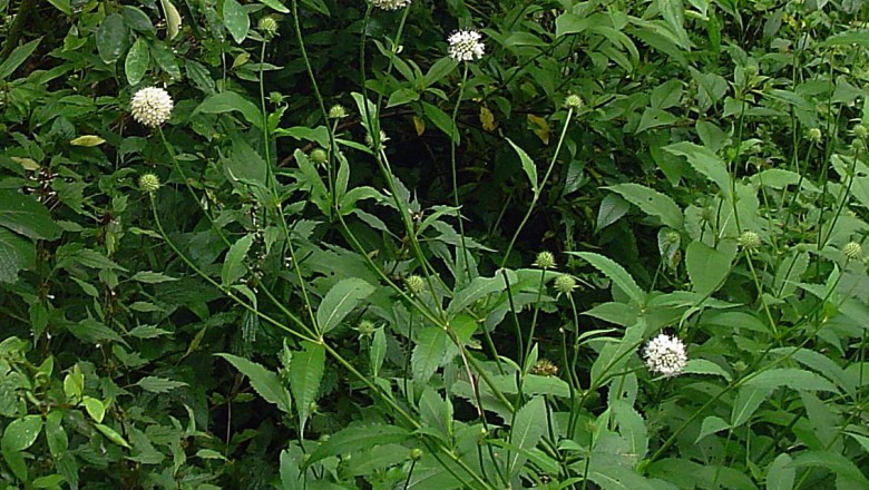 Cây Tục đoan nhọn - Dipsacus asper Wall