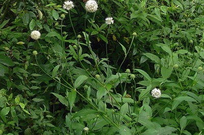 Cây Tục đoan nhọn - Dipsacus asper Wall