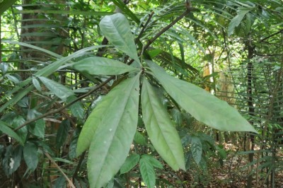 Cây trương quân trừ phong thấp, giải nhiệt, giải độc, mạnh gân, khoẻ xương, trục ứ, trừ đờm