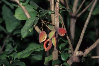 Cây Trôm quý, Cây mề gà - Sterculia nobilis Sni