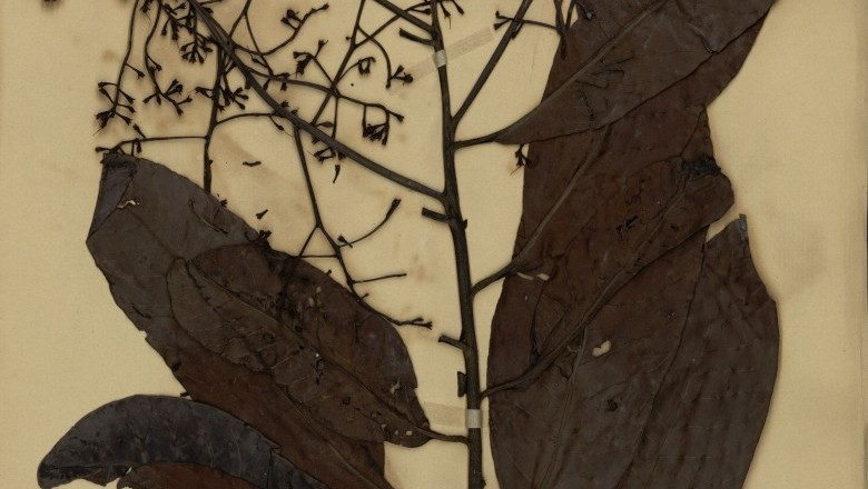 Cây Trọng đũa lá trang - Ardisia ixoraefolia Pit