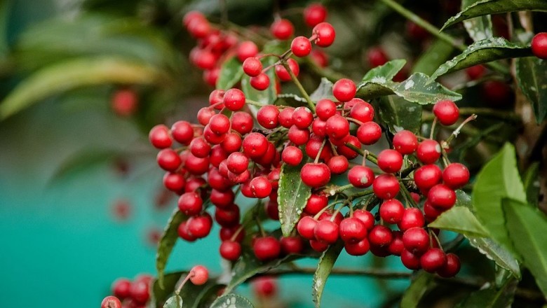 Cây Trọng đũa, Cơm nguội răng - Ardisia crenata Sims