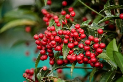 Cây Trọng đũa, Cơm nguội răng - Ardisia crenata Sims