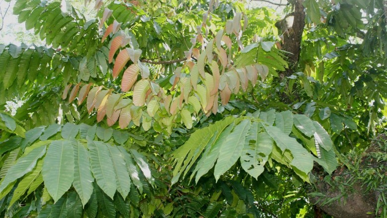 Cây Trường mật, Bầu mít, Sâng, Mấc kẹn - Pometia pinnata J. et G. Forster