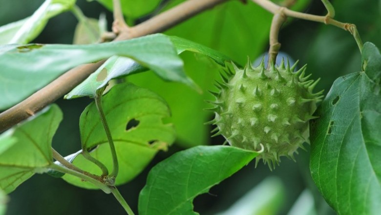 Cây Trôm leo - Byttneria aspera Colebr