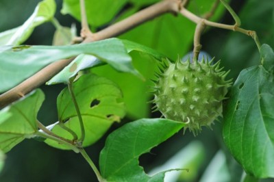 Cây Trôm leo - Byttneria aspera Colebr