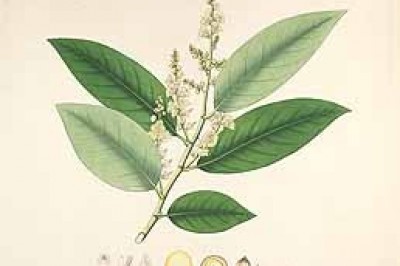 Cây Trứng cuốc - Stixis scandens Lour (S. elongata Pierre.)