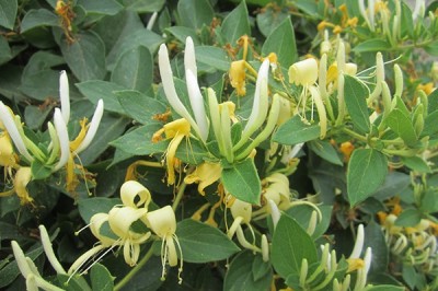 Cây Kim Ngân, kim ngân hoa và những bài thuốc chữa bệnh