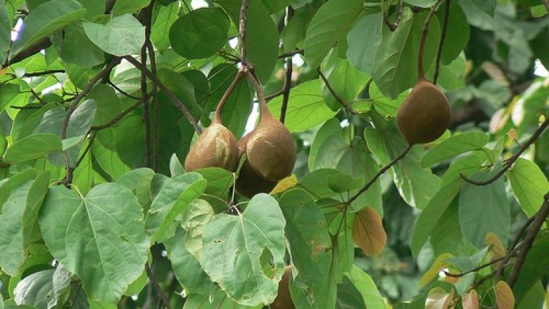 Cây Trôm quạt, Trôm, Bảy thưa, Mai - Sterculia hypochra Pierre