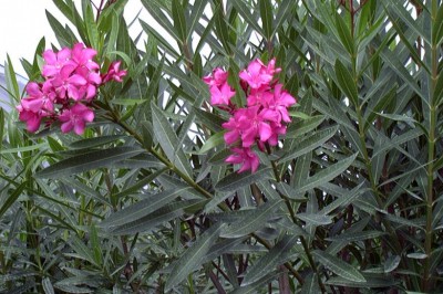 Cây Trúc đào, Giáp trúc đào, Ðào lê - Nerium oleander L