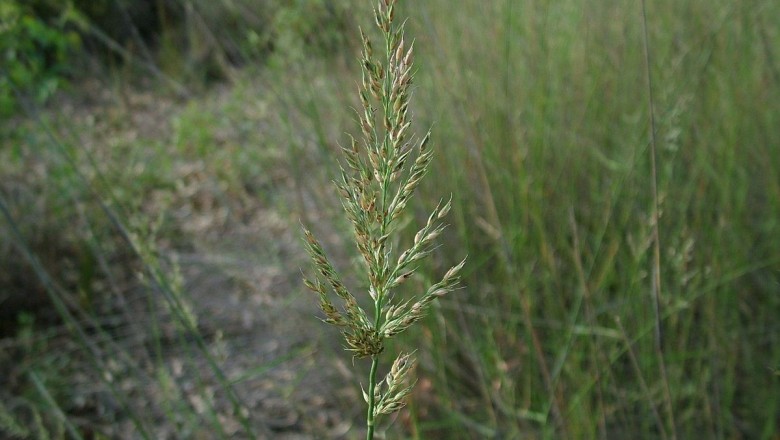 Cây Trúc thảo Nêpan, Cỏ xương cá lông cứng - Arundinella nepalensis Trin (A. hispida Hook. f.)