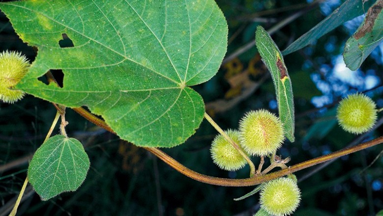 Cây Trôm leo lông thô, Bích nữ lông - Byttneria pilosa Roxb