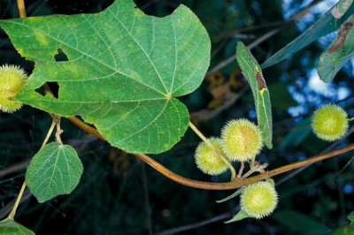 Cây Trôm leo lông thô, Bích nữ lông - Byttneria pilosa Roxb